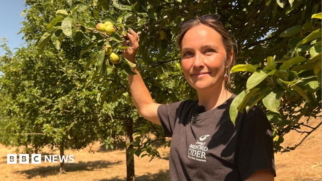 Somerset cider makers left with very few apples after heatwaves