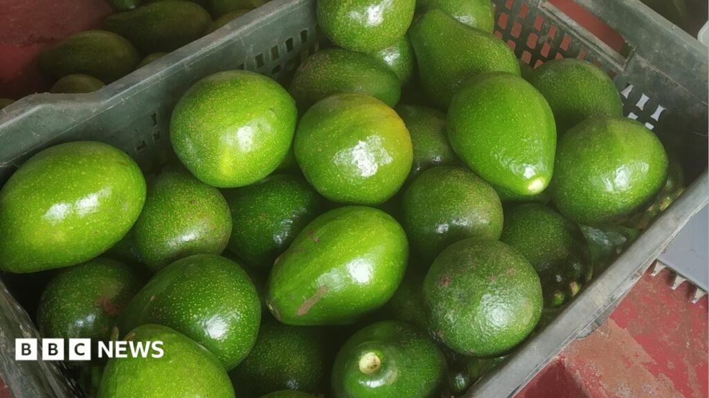 Indian farmers struggle to meet the demand for avocados Indian farmers struggle to meet the demand for avocados