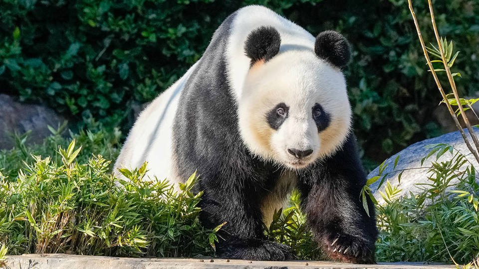 China’s Panda Diplomacy Is Losing Its Charm by Brahma Chellaney China’s Panda Diplomacy Is Losing Its Charm by Brahma Chellaney