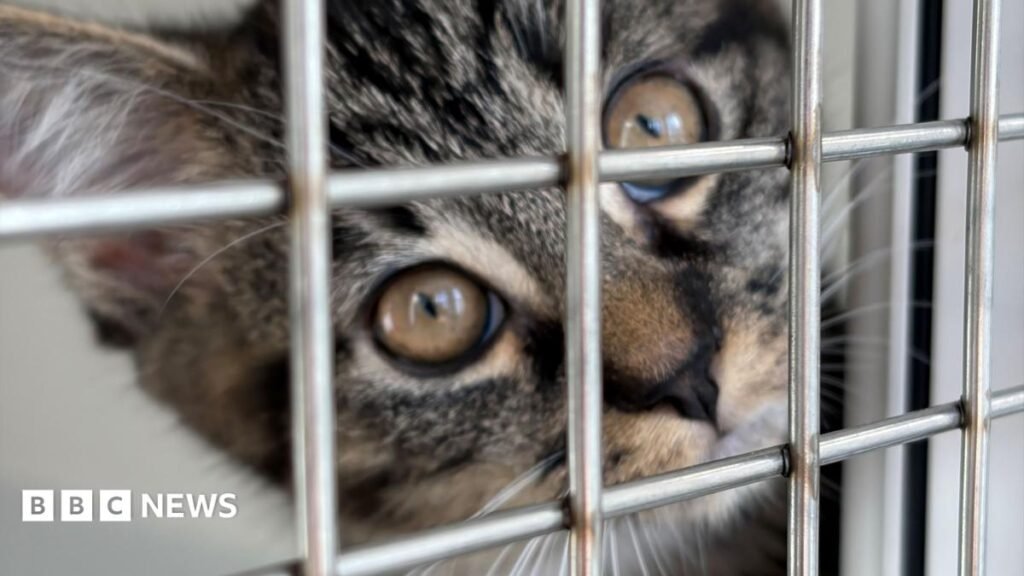 More cats abandoned ‘due to rising costs’ says Coventry RSPCA